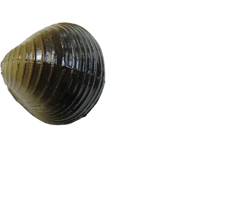 Trendex Carp Shells.