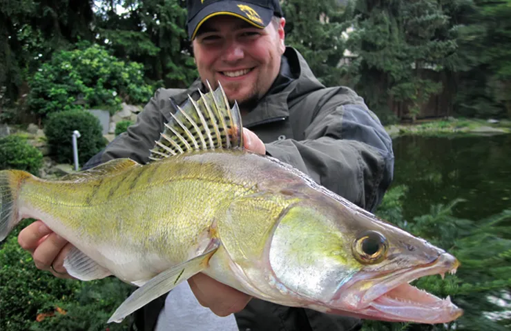 Angler hält einen Süßwasserfisch in den Händen.